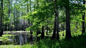 Swamps Wallpaper Landscapes Desktop
