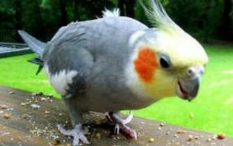 Cockatiel Wallpaper