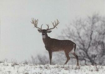 Deer Photos You Are Here Home Photo Gallery