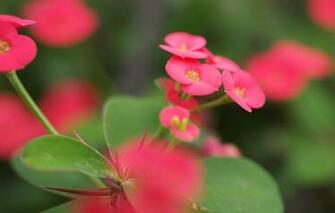 Wallpaper And Screensavers Flowers iPhone To