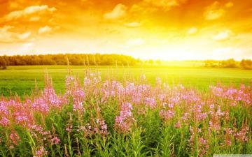 Summer Day Ultra HD Desktop Background Wallpaper For 4k UHD Tv