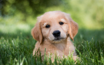 Puppy Wallpaper