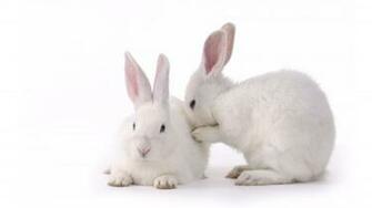 Pics Photos White Rabbit Wallpaper