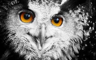 Cool Owl Wallpaper Image