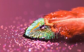 Feather Amazing High Definition Wallpaper All HD