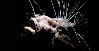 Weird Deep Sea Fish HD Wallpaper