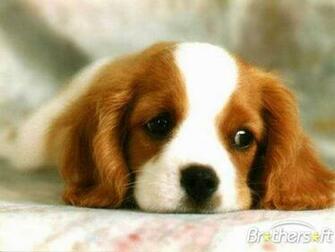 Utitkghgfo Dogs Puppy Wallpaper