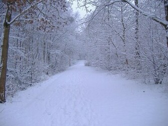 Winter Scene Wallpaper Grasscloth