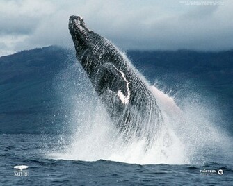 Humpback Whale Wallpaper