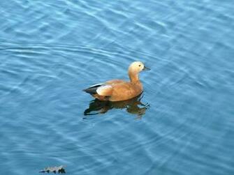 7art Clipart And Wallpaper Joyful Duck