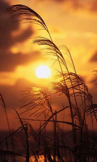 Nokia Lumia Full HD Wallpaper Nature