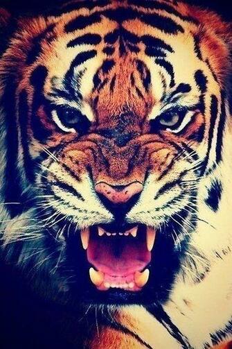 Fond Ecran Tigre Swag