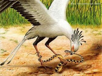 Socias Falcon Hunting The Snake Birds Painting Wallpaper
