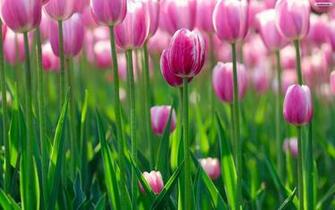 Tulips Wallpaper Photo Desktop