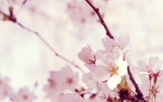 Wallpaper Flower Pink World