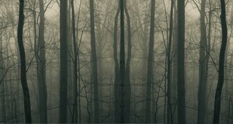 Dark Forest Wallpaper Wallpaperjug Spot Jpg