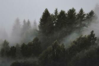 Morning Nature Spring Forest Road Haze Wallpaper
