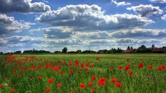 Field Of Poppies Wallpaper