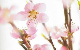 Spring Desktop Wallpaper Amazing Collection