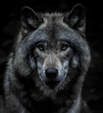 Wolf Wallpaper HD Hq