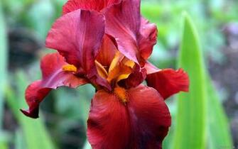 Wallpaper Iris Red Flowers For Desktop