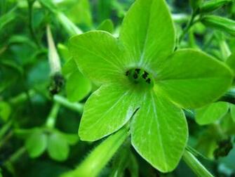 Green Flowers Wallpaper HD Pictures One