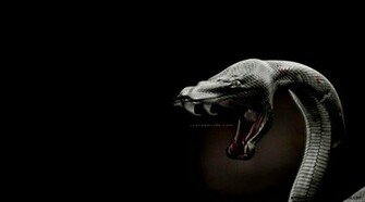 Animals For Gt Viper Snake Wallpaper HD