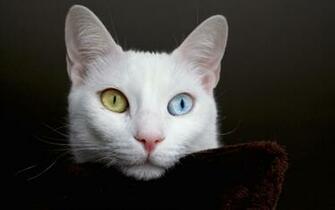 Cat With Different Eyes Thinking About Eternity Wallpaper And Image