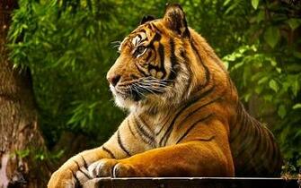 Beautiful Nature Image Animals Wallpaper Photos