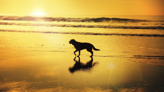 Desktop Wallpaper Dog Horizon Sunset Beach Sea Nature HD