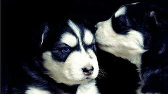 Siberian Husky Desktop Wallpaper And Stock Photos