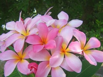 Pink Plumeria Background Wallpaper