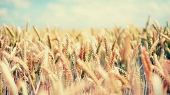 Wallpaper Field Spikes Sky Bright Mellow