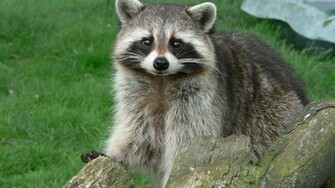 Animal Raccoon Wallpaper