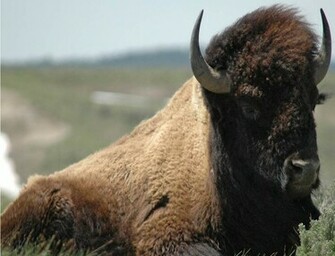 Bison Wallpaper