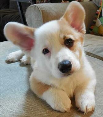Cutest Corgi Mixes Ever Image Femalecelebrity