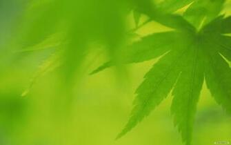 Wallpaper Green Leaves Index