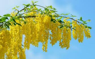 Flowers Tree Blossoms Beautiful Flower Chain Golden Yellow Photo