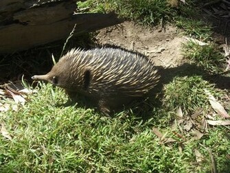 Spiny Anteater Wallpaper