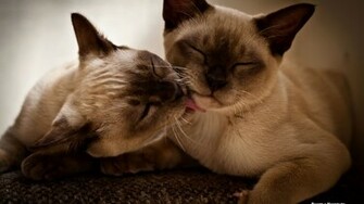 Awesome Two Siamese Cat Wallpaper Wallpaperlepi