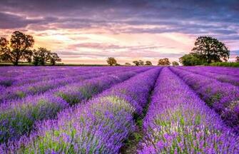 Lavender Wallpaper High Quality
