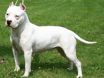 American Pit Bull Terrier Puppies Rescue Pictures Information
