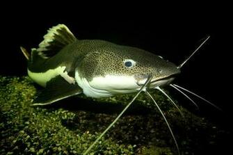 Blue Catfish Wallpaper