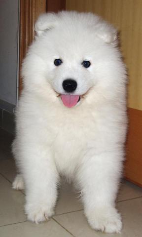 Lovely Samoyed Dog Photo And Wallpaper Beautiful