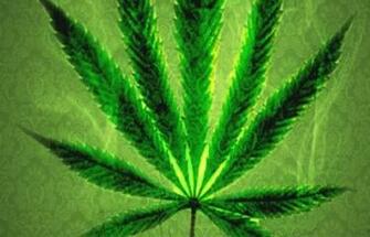 Big Weed Leaf HD Wallpaper