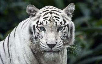White Tiger Wallpaper Desktop