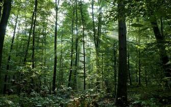 Dense Woods Scenic Wallpaper Desktop Background Scenery