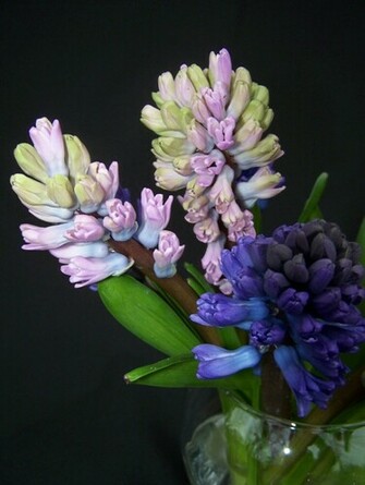 Hyacinth Wallpaper Pictures