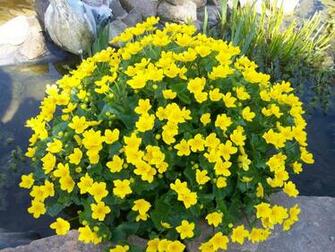 Spring Flowers Gardening Wallpaper