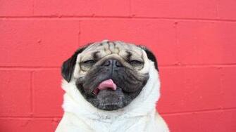 Internet Star Doug The Pug Lands A Book Deal